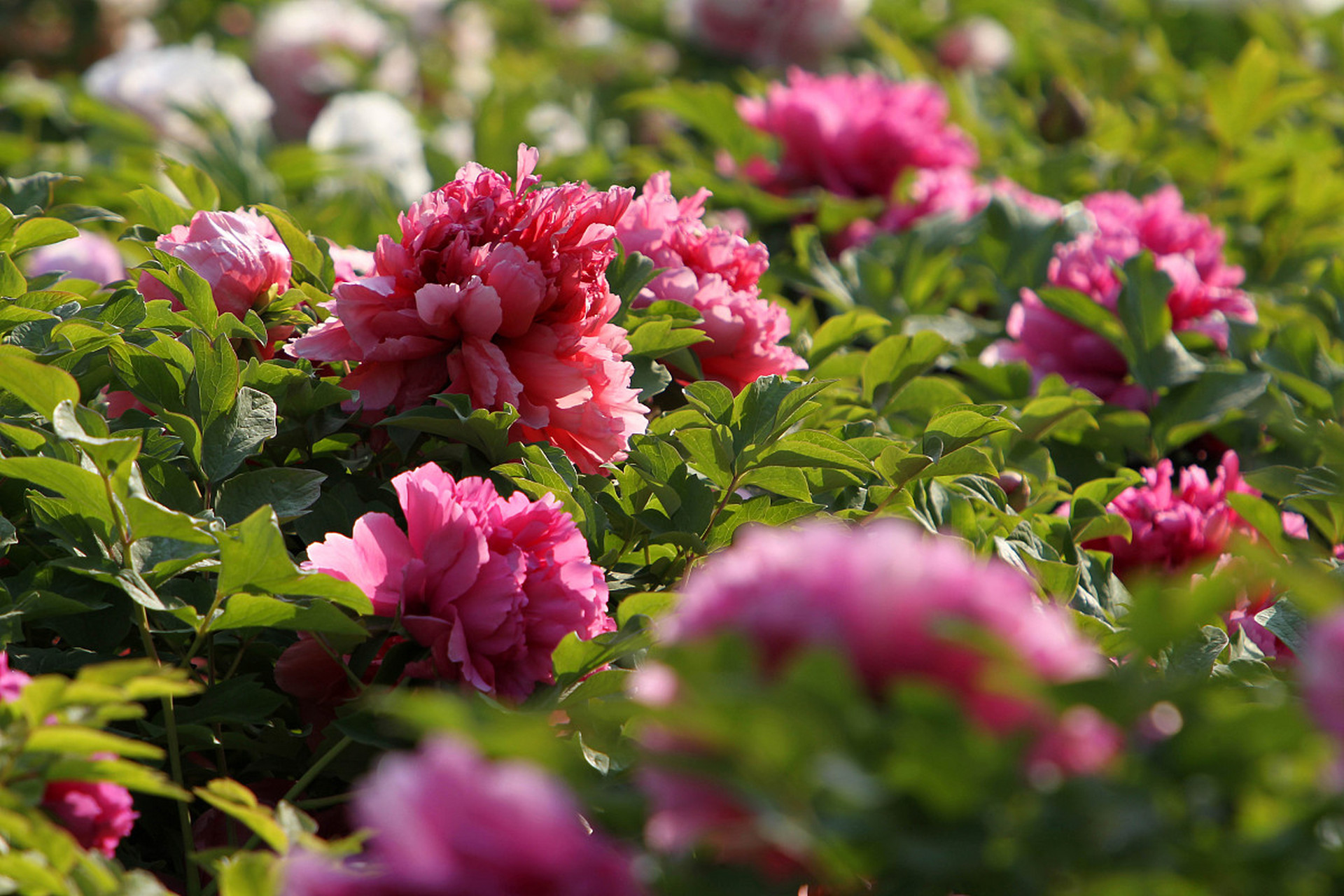 赛地聚焦——意大利杯今夜热度飙升,孟菲斯灰熊手感冰凉,信心回归,控场能力受关注 赛地聚焦——意大利杯今夜热度飙升,孟菲斯灰熊手感冰凉,信心回归,控场能力受关注